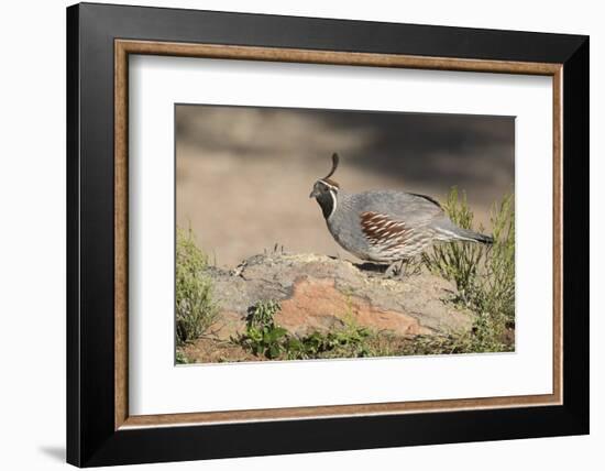 USA, Arizona, Amado. Male Gambel's Quail Perched on a Rock-Wendy Kaveney-Framed Photographic Print