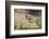 USA, Arizona, Amado. Male Gambel's Quail Perched on a Rock-Wendy Kaveney-Framed Photographic Print