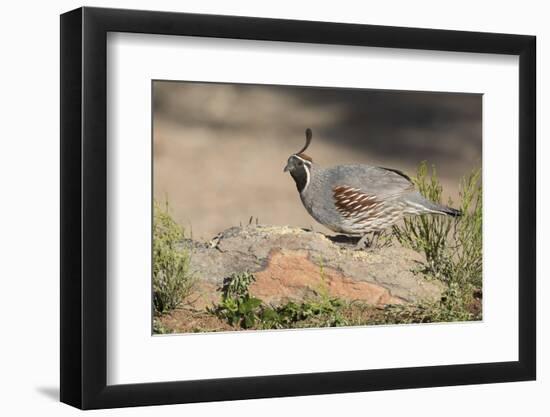 USA, Arizona, Amado. Male Gambel's Quail Perched on a Rock-Wendy Kaveney-Framed Photographic Print