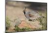 USA, Arizona, Amado. Male Gambel's Quail Perched on a Rock-Wendy Kaveney-Mounted Photographic Print