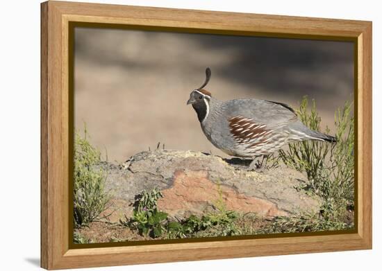 USA, Arizona, Amado. Male Gambel's Quail Perched on a Rock-Wendy Kaveney-Framed Premier Image Canvas