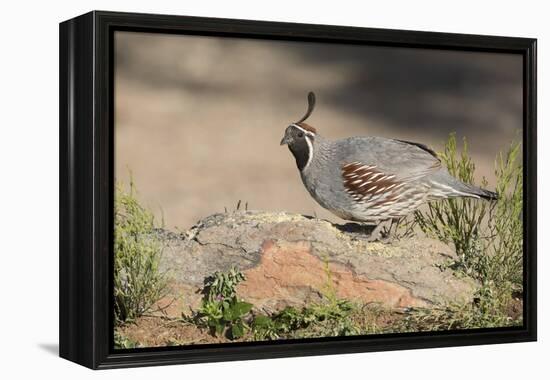 USA, Arizona, Amado. Male Gambel's Quail Perched on a Rock-Wendy Kaveney-Framed Premier Image Canvas