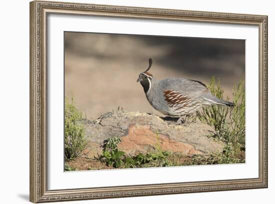 USA, Arizona, Amado. Male Gambel's Quail Perched on a Rock-Wendy Kaveney-Framed Photographic Print