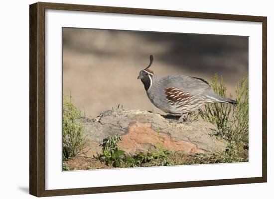 USA, Arizona, Amado. Male Gambel's Quail Perched on a Rock-Wendy Kaveney-Framed Photographic Print