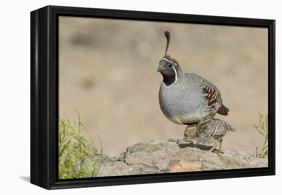 USA, Arizona, Amado. Male Gambel's Quail with Chick-Wendy Kaveney-Framed Premier Image Canvas