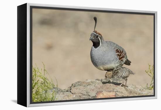 USA, Arizona, Amado. Male Gambel's Quail with Chick-Wendy Kaveney-Framed Premier Image Canvas