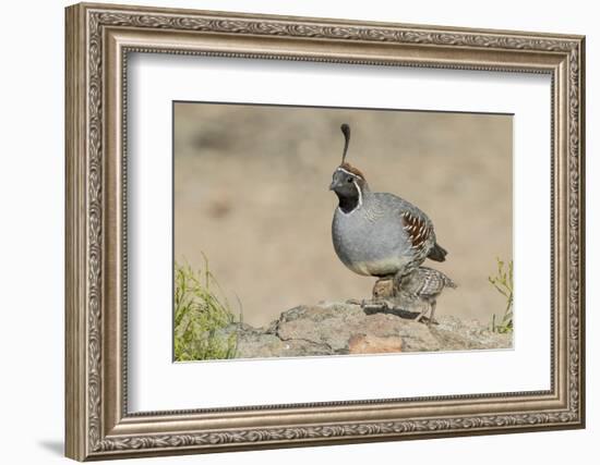 USA, Arizona, Amado. Male Gambel's Quail with Chick-Wendy Kaveney-Framed Photographic Print