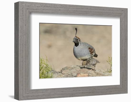 USA, Arizona, Amado. Male Gambel's Quail with Chick-Wendy Kaveney-Framed Photographic Print