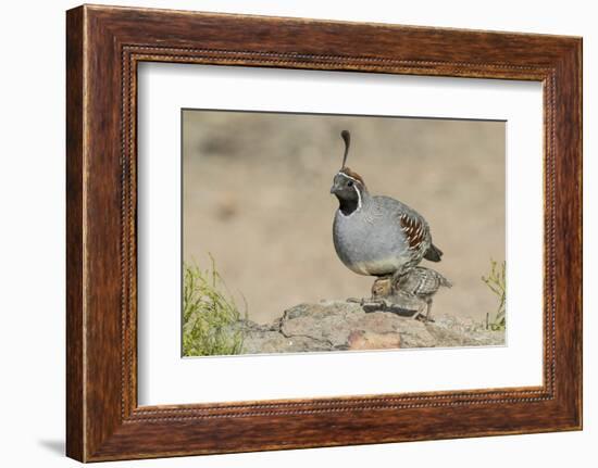 USA, Arizona, Amado. Male Gambel's Quail with Chick-Wendy Kaveney-Framed Photographic Print