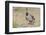 USA, Arizona, Amado. Male Gambel's Quail with Chick-Wendy Kaveney-Framed Photographic Print