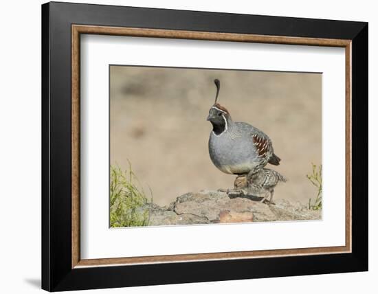 USA, Arizona, Amado. Male Gambel's Quail with Chick-Wendy Kaveney-Framed Photographic Print