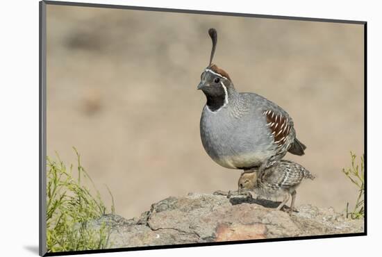 USA, Arizona, Amado. Male Gambel's Quail with Chick-Wendy Kaveney-Mounted Photographic Print