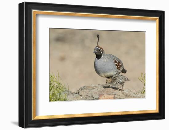 USA, Arizona, Amado. Male Gambel's Quail with Chick-Wendy Kaveney-Framed Photographic Print