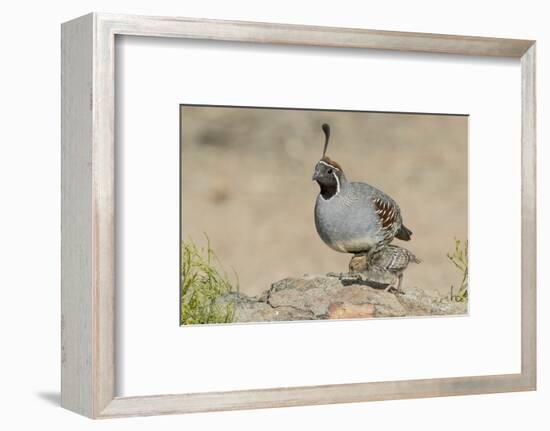 USA, Arizona, Amado. Male Gambel's Quail with Chick-Wendy Kaveney-Framed Photographic Print