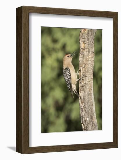 USA, Arizona, Amado. Male Gila Woodpecker on Dead Tree Trunk-Wendy Kaveney-Framed Photographic Print