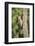 USA, Arizona, Amado. Male Gila Woodpecker on Dead Tree Trunk-Wendy Kaveney-Framed Photographic Print