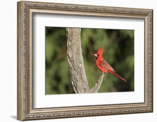 USA, Arizona, Amado. Male Northern Cardinal on Dead Tree-Wendy Kaveney-Framed Photographic Print