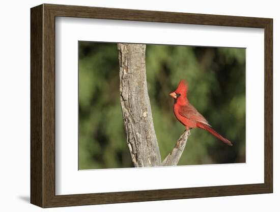 USA, Arizona, Amado. Male Northern Cardinal on Dead Tree-Wendy Kaveney-Framed Photographic Print