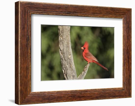 USA, Arizona, Amado. Male Northern Cardinal on Dead Tree-Wendy Kaveney-Framed Photographic Print
