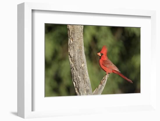 USA, Arizona, Amado. Male Northern Cardinal on Dead Tree-Wendy Kaveney-Framed Photographic Print