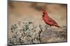USA, Arizona, Amado. Male Northern Cardinal on Rock-Wendy Kaveney-Mounted Photographic Print