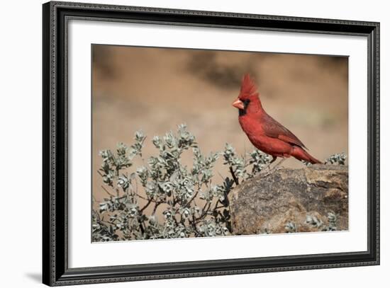 USA, Arizona, Amado. Male Northern Cardinal on Rock-Wendy Kaveney-Framed Photographic Print