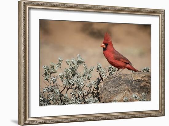 USA, Arizona, Amado. Male Northern Cardinal on Rock-Wendy Kaveney-Framed Photographic Print