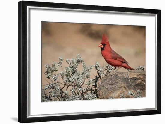 USA, Arizona, Amado. Male Northern Cardinal on Rock-Wendy Kaveney-Framed Photographic Print