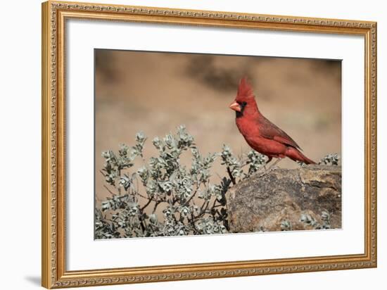 USA, Arizona, Amado. Male Northern Cardinal on Rock-Wendy Kaveney-Framed Photographic Print