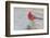 USA, Arizona, Amado. Male Northern Cardinal Perched on Rock-Wendy Kaveney-Framed Photographic Print