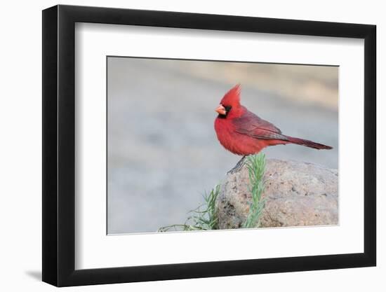 USA, Arizona, Amado. Male Northern Cardinal Perched on Rock-Wendy Kaveney-Framed Photographic Print