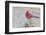 USA, Arizona, Amado. Male Northern Cardinal Perched on Rock-Wendy Kaveney-Framed Photographic Print