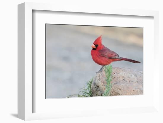 USA, Arizona, Amado. Male Northern Cardinal Perched on Rock-Wendy Kaveney-Framed Photographic Print