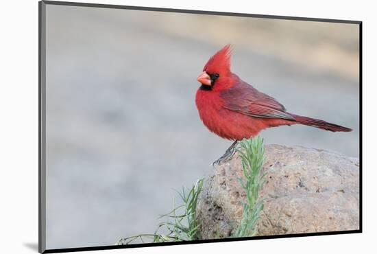 USA, Arizona, Amado. Male Northern Cardinal Perched on Rock-Wendy Kaveney-Mounted Photographic Print