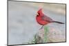 USA, Arizona, Amado. Male Northern Cardinal Perched on Rock-Wendy Kaveney-Mounted Photographic Print