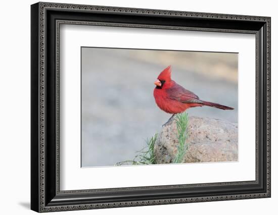 USA, Arizona, Amado. Male Northern Cardinal Perched on Rock-Wendy Kaveney-Framed Photographic Print