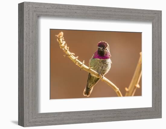 USA, Arizona, Arizona-Sonora Desert Museum. Male Anna's hummingbird displaying.-Jaynes Gallery-Framed Photographic Print