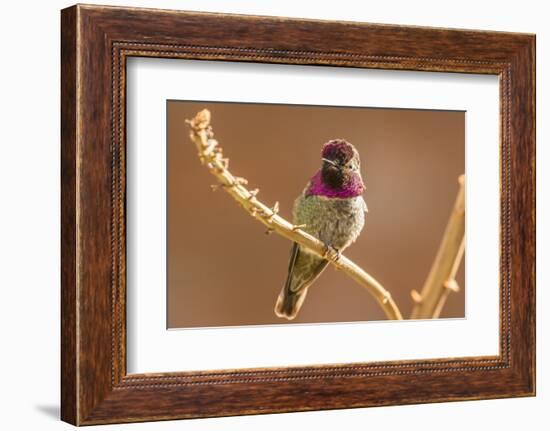 USA, Arizona, Arizona-Sonora Desert Museum. Male Anna's hummingbird displaying.-Jaynes Gallery-Framed Photographic Print