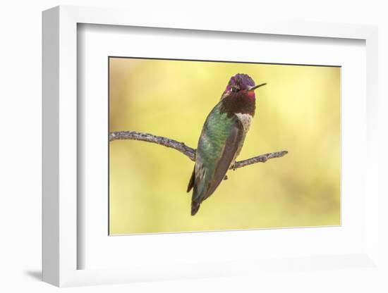 USA, Arizona, Boyce Thompson Arboretum State Park. Male Anna's hummingbird displaying on limb.-Jaynes Gallery-Framed Photographic Print