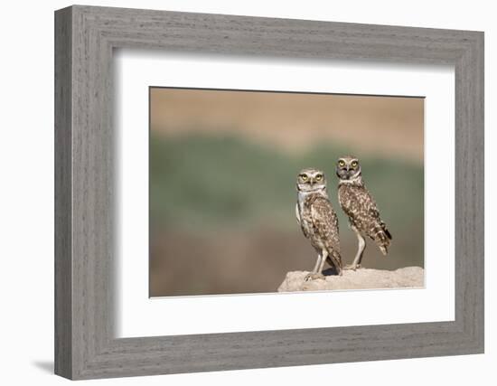 USA, Arizona, Buckeye. a Pair of Burrowing Owls-Wendy Kaveney-Framed Photographic Print