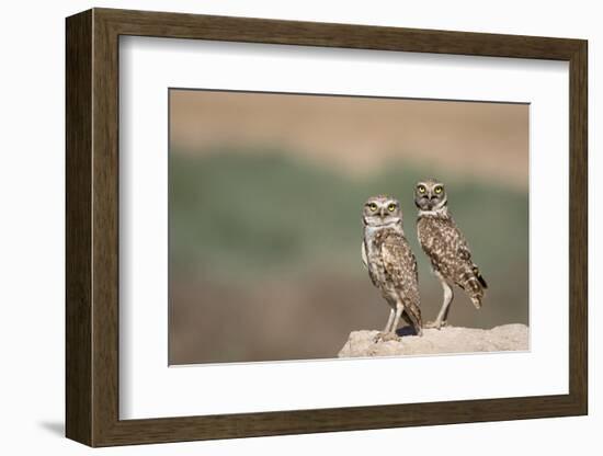 USA, Arizona, Buckeye. a Pair of Burrowing Owls-Wendy Kaveney-Framed Photographic Print