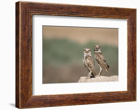 USA, Arizona, Buckeye. a Pair of Burrowing Owls-Wendy Kaveney-Framed Photographic Print