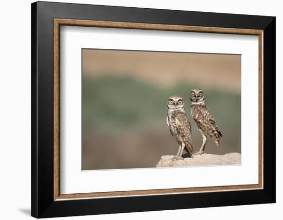 USA, Arizona, Buckeye. a Pair of Burrowing Owls-Wendy Kaveney-Framed Photographic Print