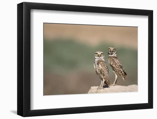 USA, Arizona, Buckeye. a Pair of Burrowing Owls-Wendy Kaveney-Framed Photographic Print