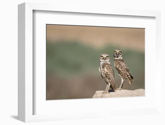 USA, Arizona, Buckeye. a Pair of Burrowing Owls-Wendy Kaveney-Framed Photographic Print