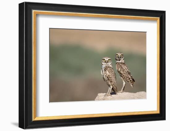 USA, Arizona, Buckeye. a Pair of Burrowing Owls-Wendy Kaveney-Framed Photographic Print