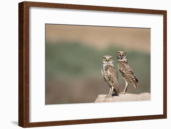 USA, Arizona, Buckeye. a Pair of Burrowing Owls-Wendy Kaveney-Framed Photographic Print