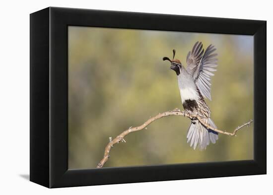 USA, Arizona, Buckeye. Female Gambel's Quail Raises Wings on Branch-Wendy Kaveney-Framed Premier Image Canvas