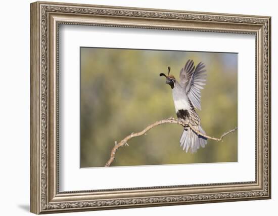 USA, Arizona, Buckeye. Female Gambel's Quail Raises Wings on Branch-Wendy Kaveney-Framed Photographic Print