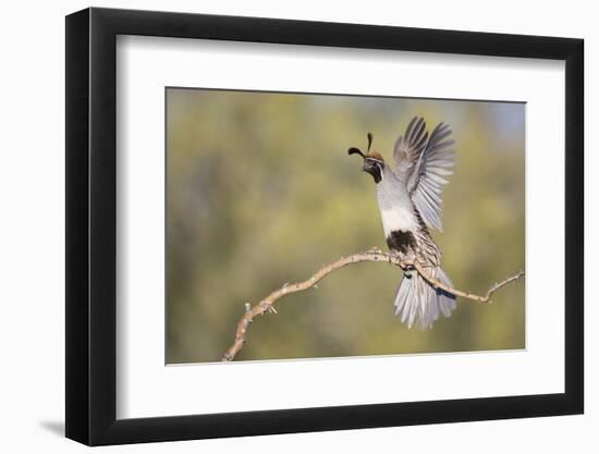 USA, Arizona, Buckeye. Female Gambel's Quail Raises Wings on Branch-Wendy Kaveney-Framed Photographic Print